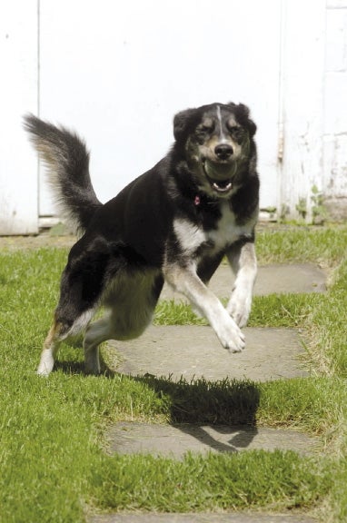 A dog with a ball in its mouth runs toward the camera.